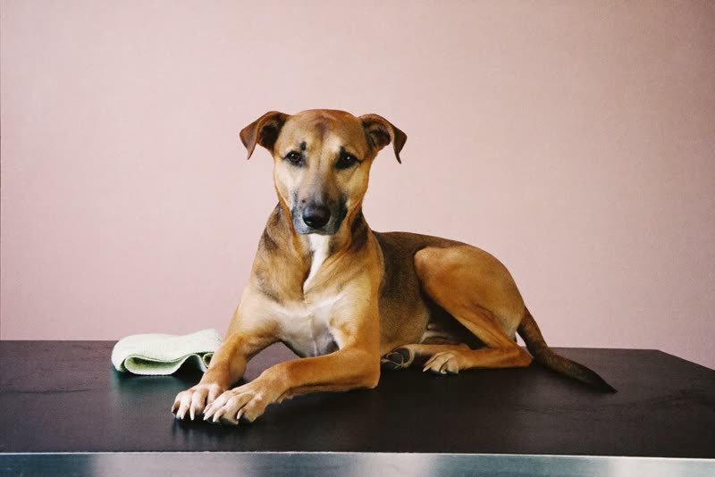A dog resting calmly on a grooming table