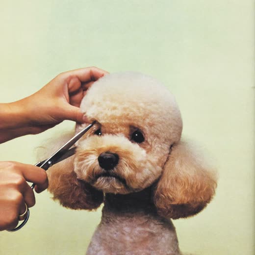 A poodle having its coat scissor-trimmed