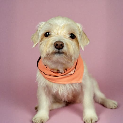 A small dog freshly groomed and blow-dried